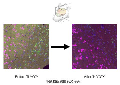 小鼠腦組織的熒光淬滅.jpg