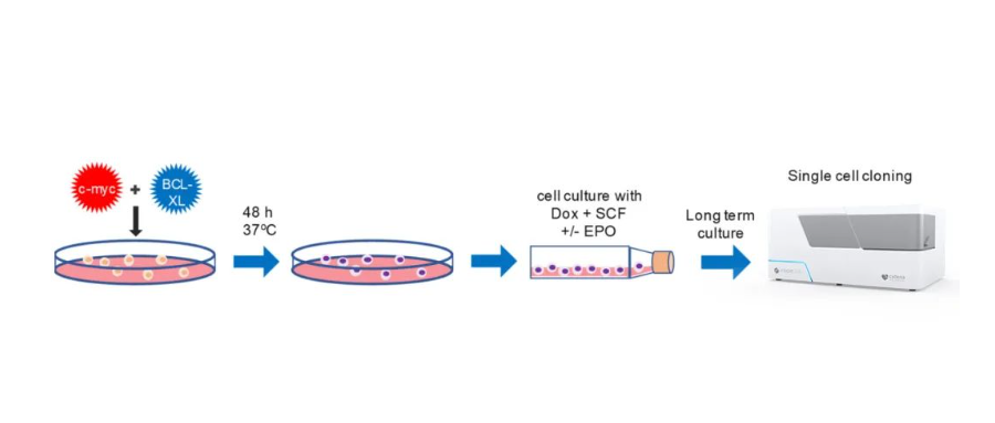 永生化紅細胞(RBC)前體的單克隆篩選